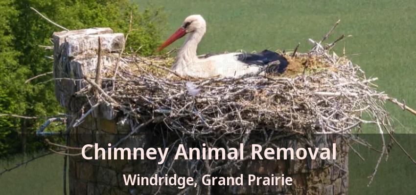Chimney Animal Removal Windridge, Grand Prairie - TX Chimney Animal Removal Windridge, Grand Prairie - TX